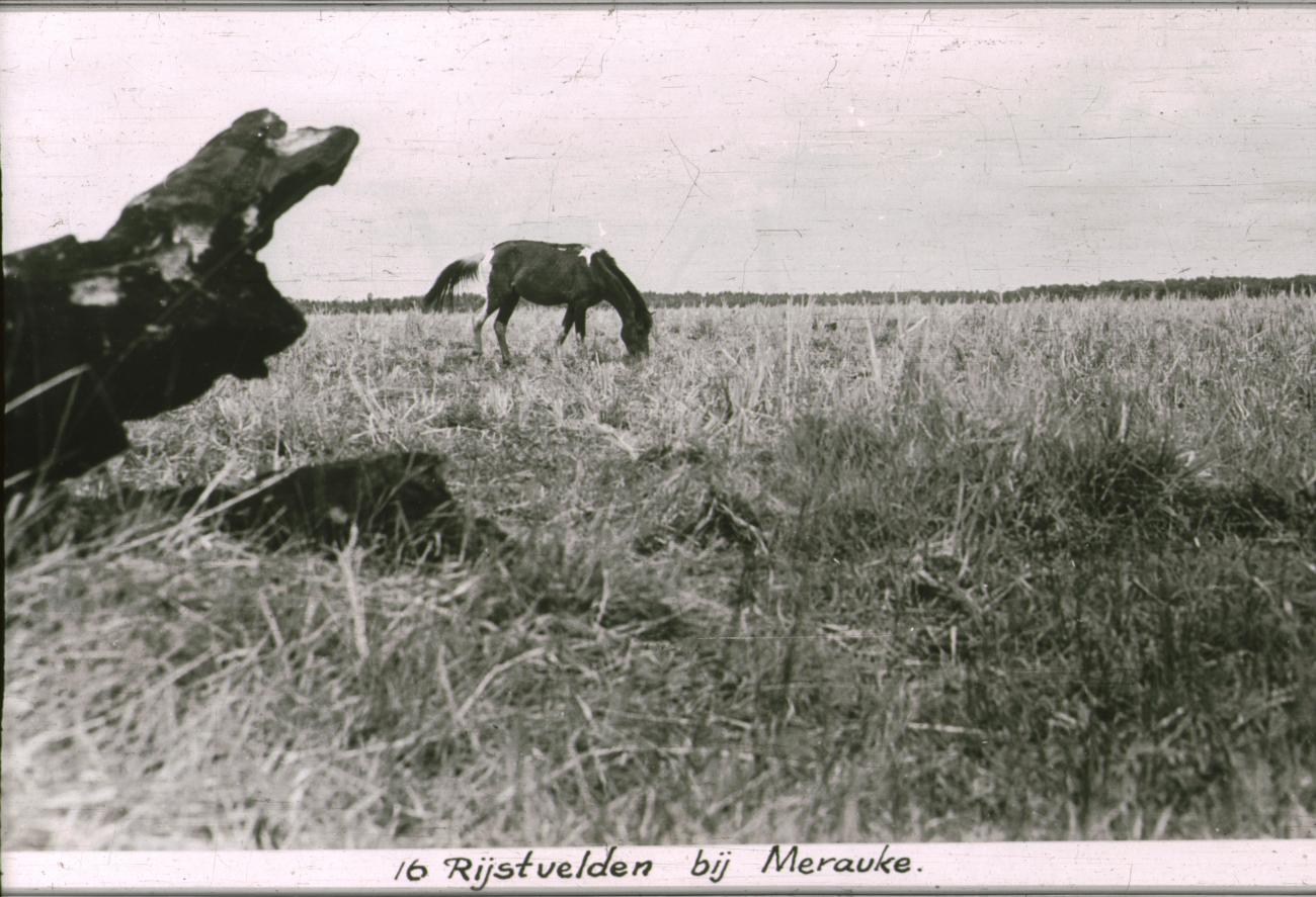 BD/186/84 -
Rijstvelden bij Merauke