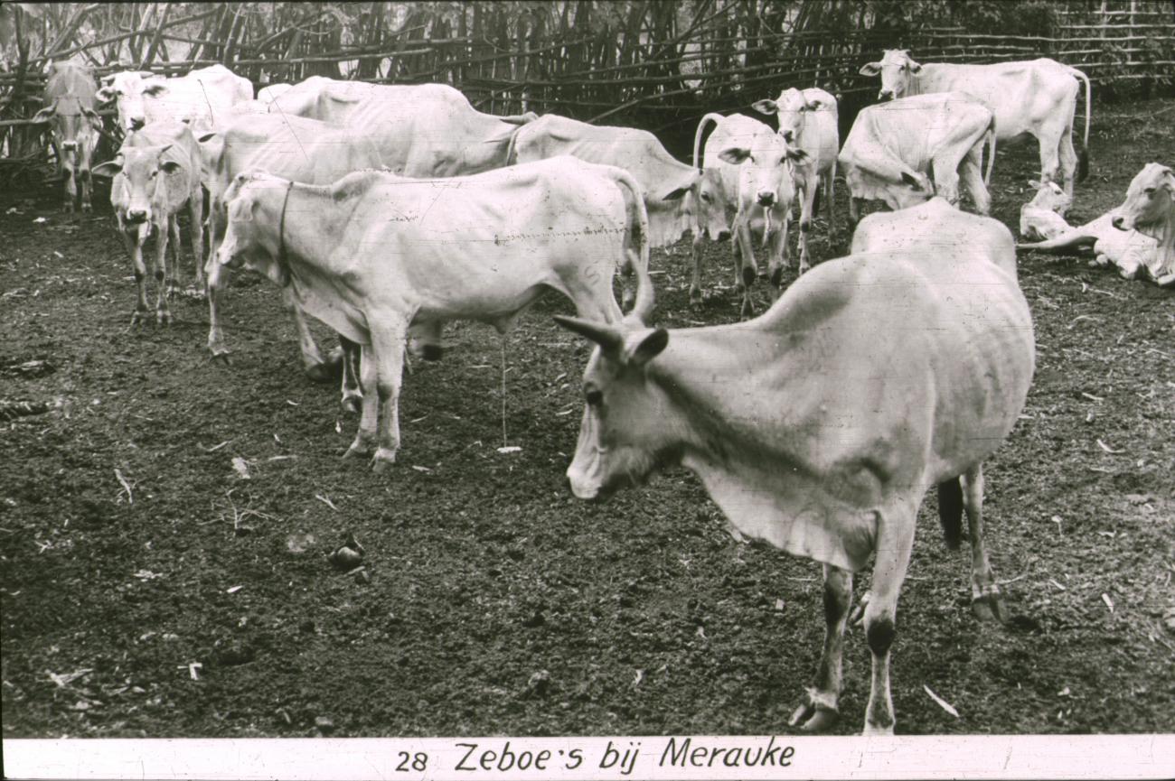 BD/186/86 -
Zeboe's bij Merauke