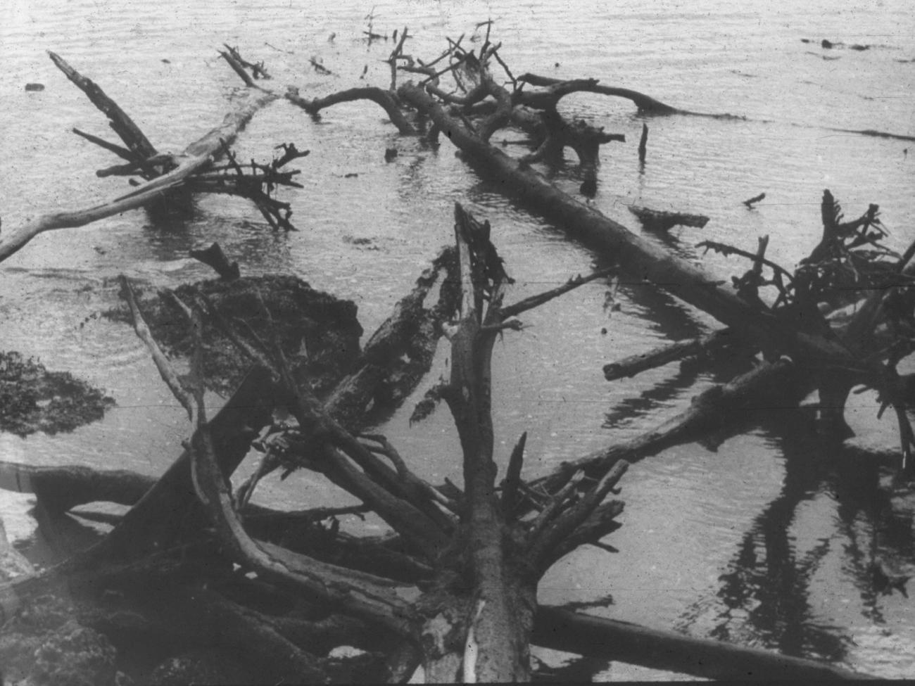 BD/216/109 -
Omgevallen bomen aan de rivieroever