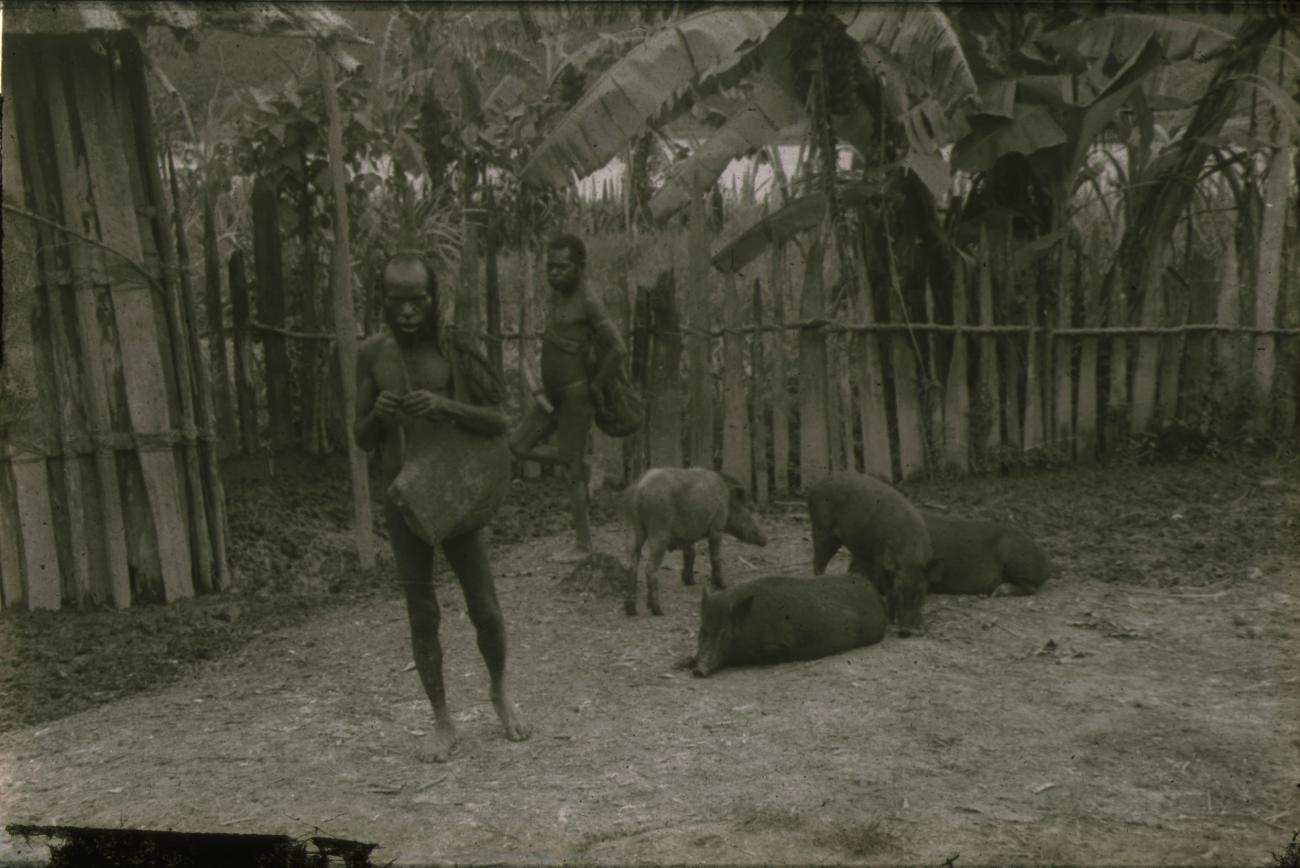 BD/248/11 -
Ekari's en varkens voor een omheining