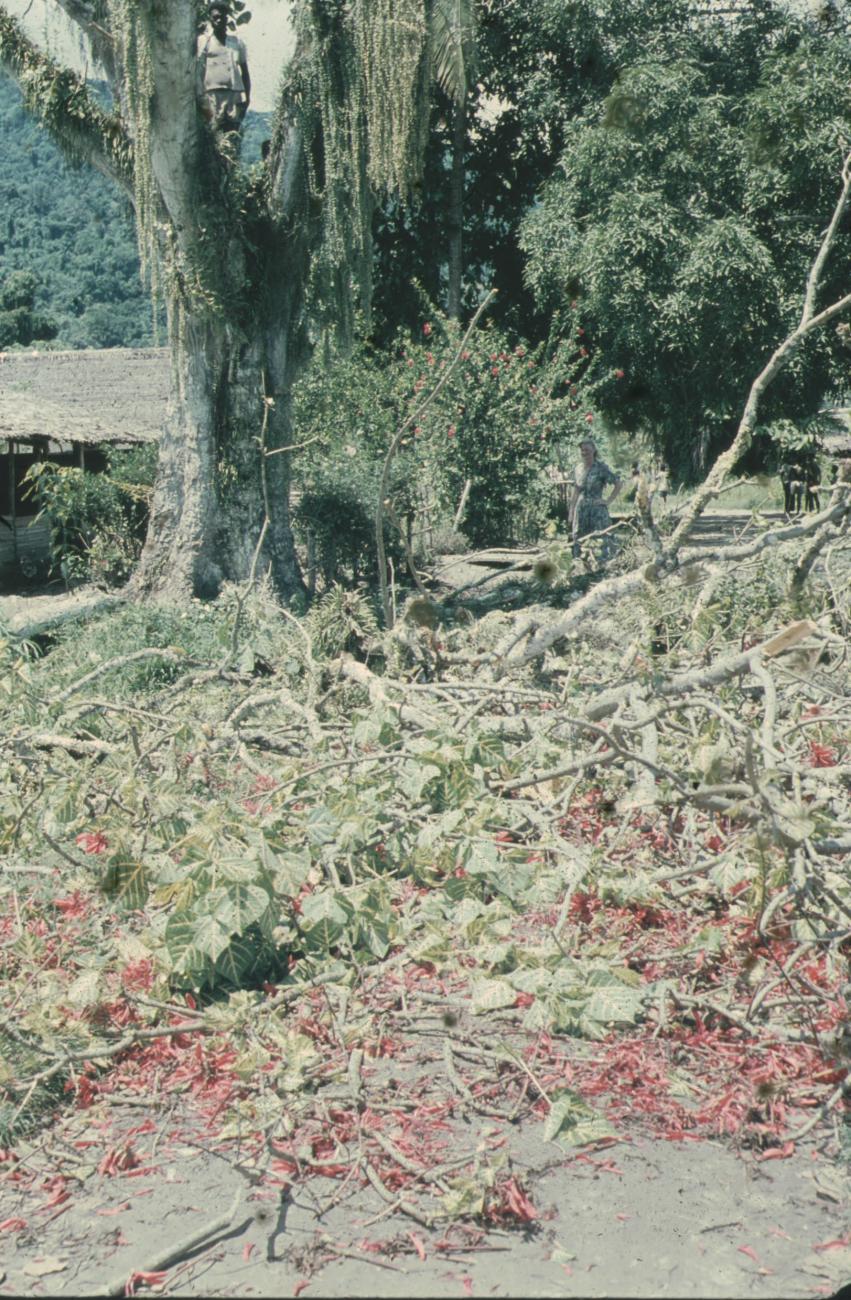 BD/248/209 -
Kappen van een boom (Poin Settia)