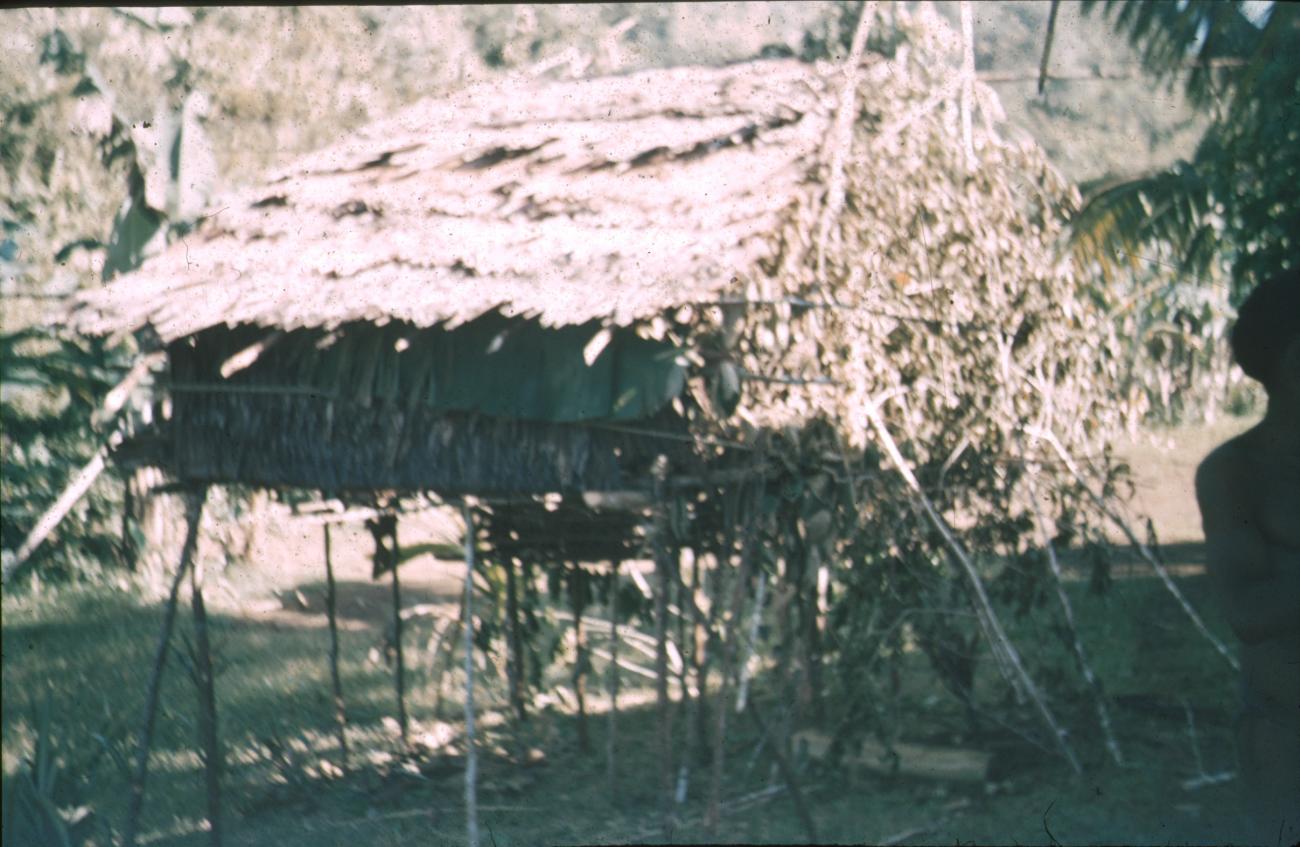 BD/309/171 - 
Traditionele paalwoning in de Vogelkop
