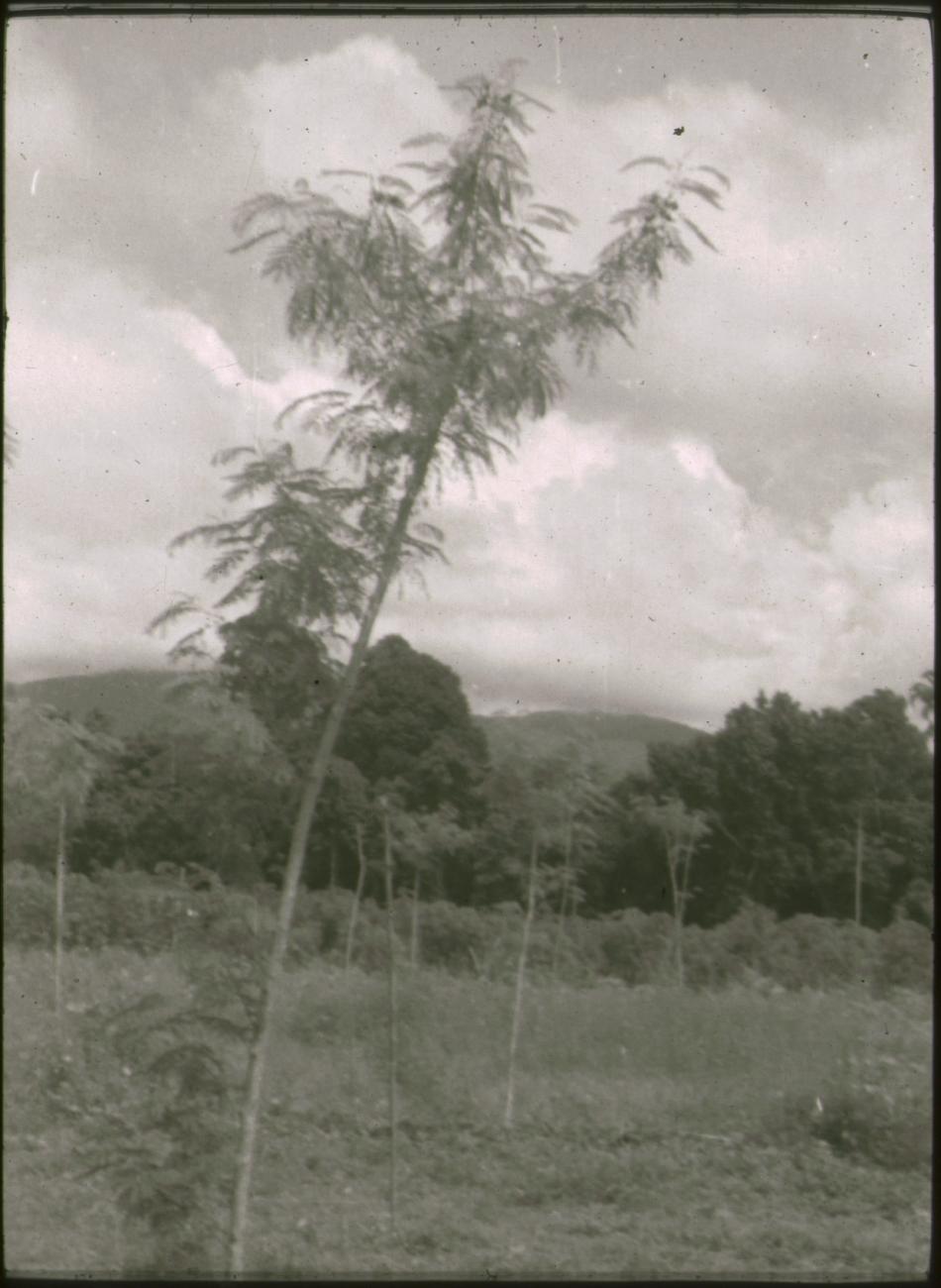 BD/309/296 -
Landschap in Ransiki