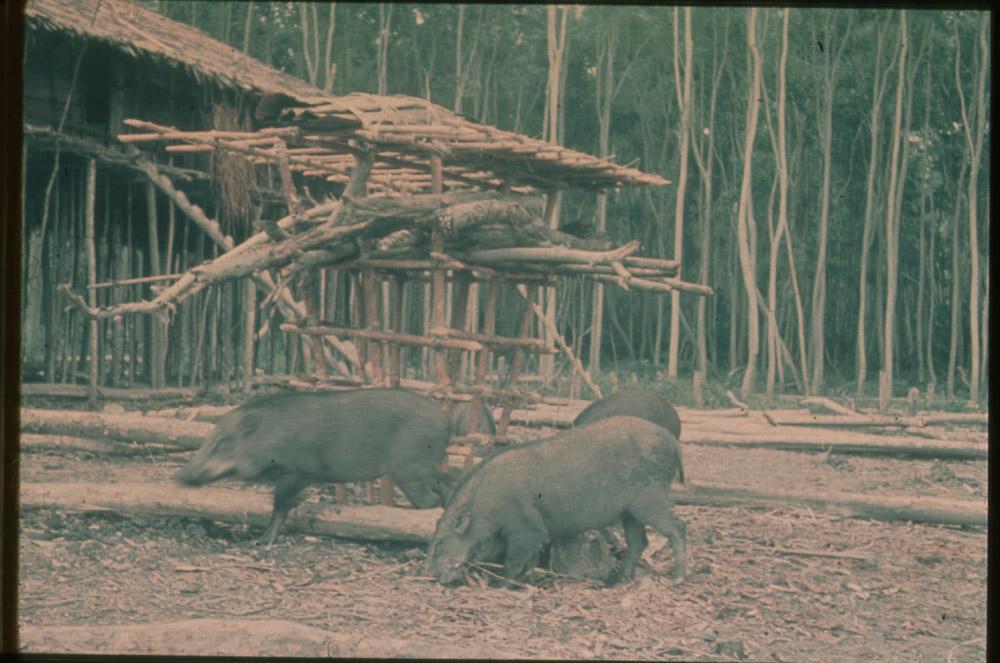 BD/30/45 - 
Pigs in front of a stilt house with a firewood scaffolding 

