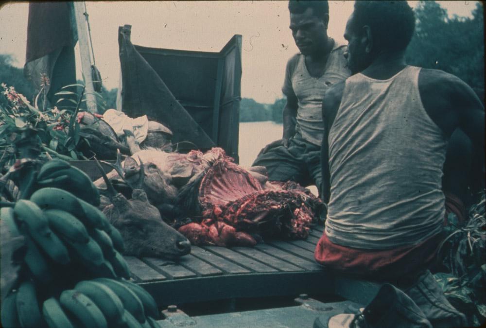 BD/30/58 - 
Asmat men on a platform next to the river with a deer&#039;s head, meat and fruit
