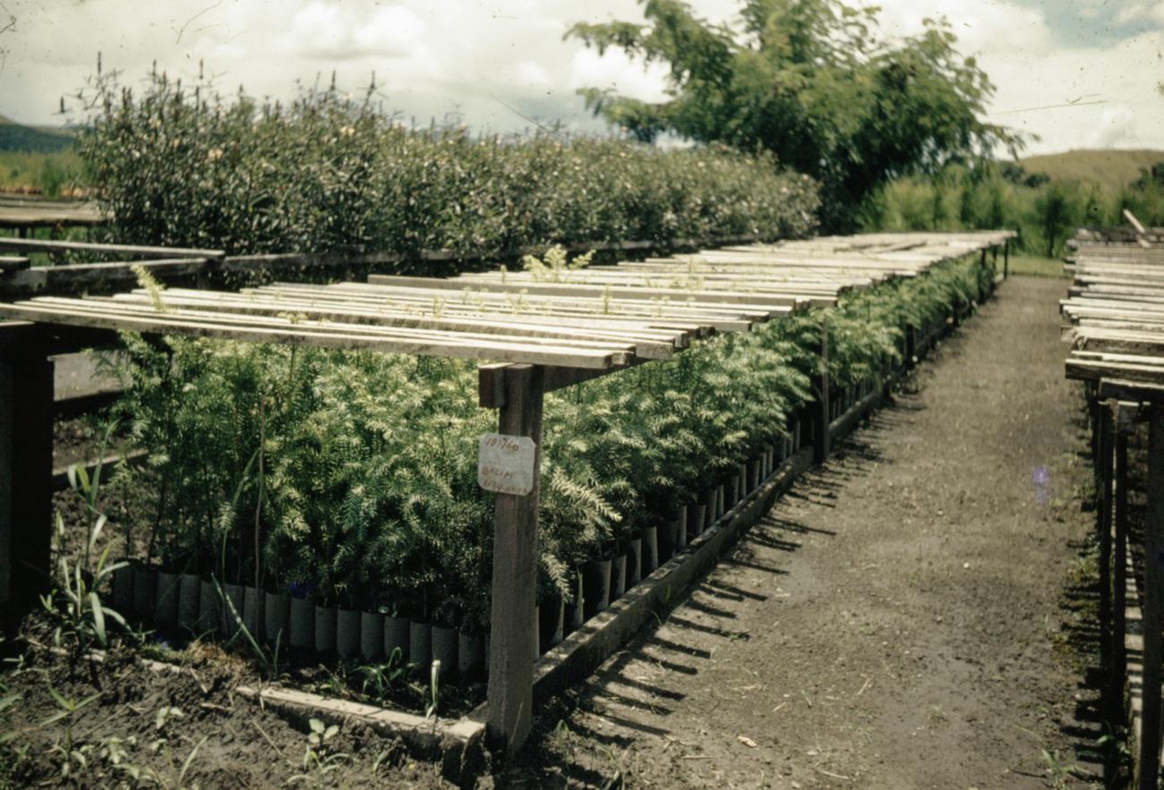BD/66/30 - 
Proeftuin in de Baliemvallei
