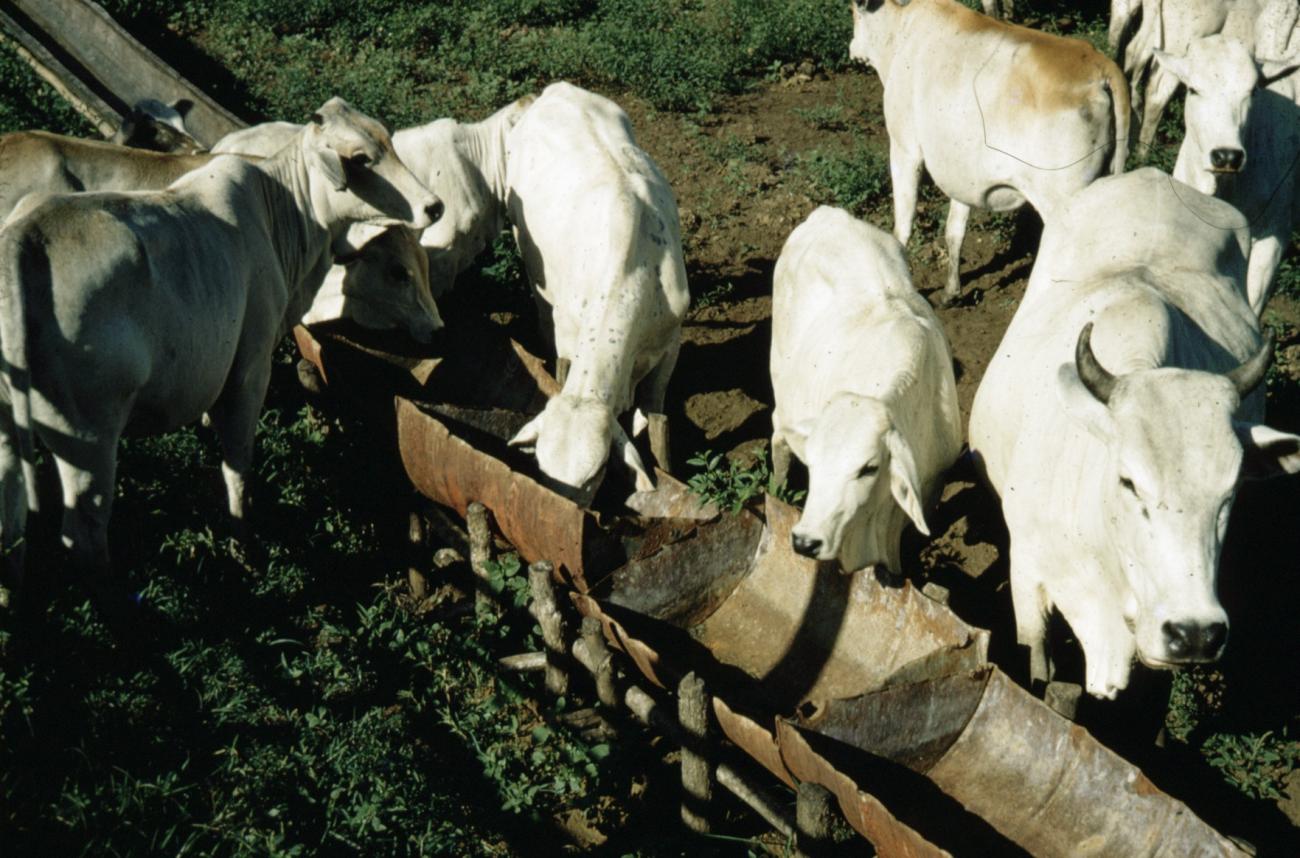 BD/66/48 -
Asian cattle at a water