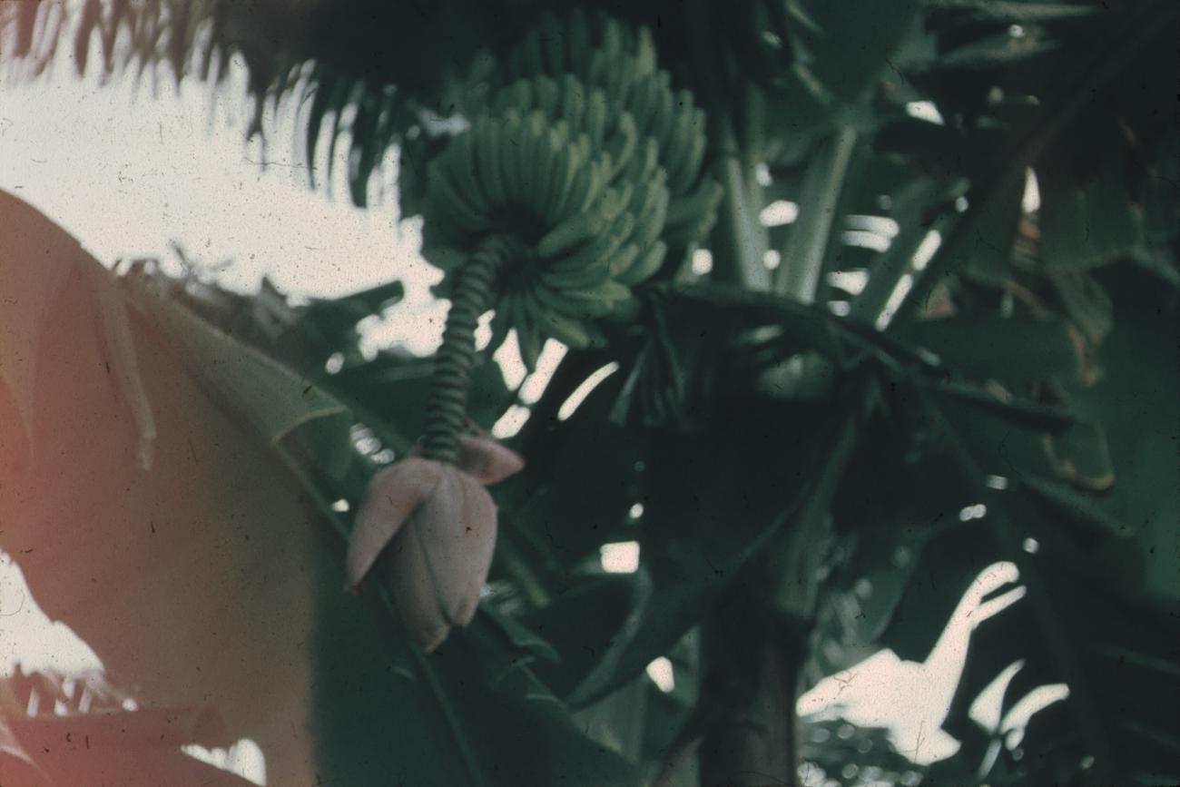 BD/171/495 -
Een bloeiende bananenplant.