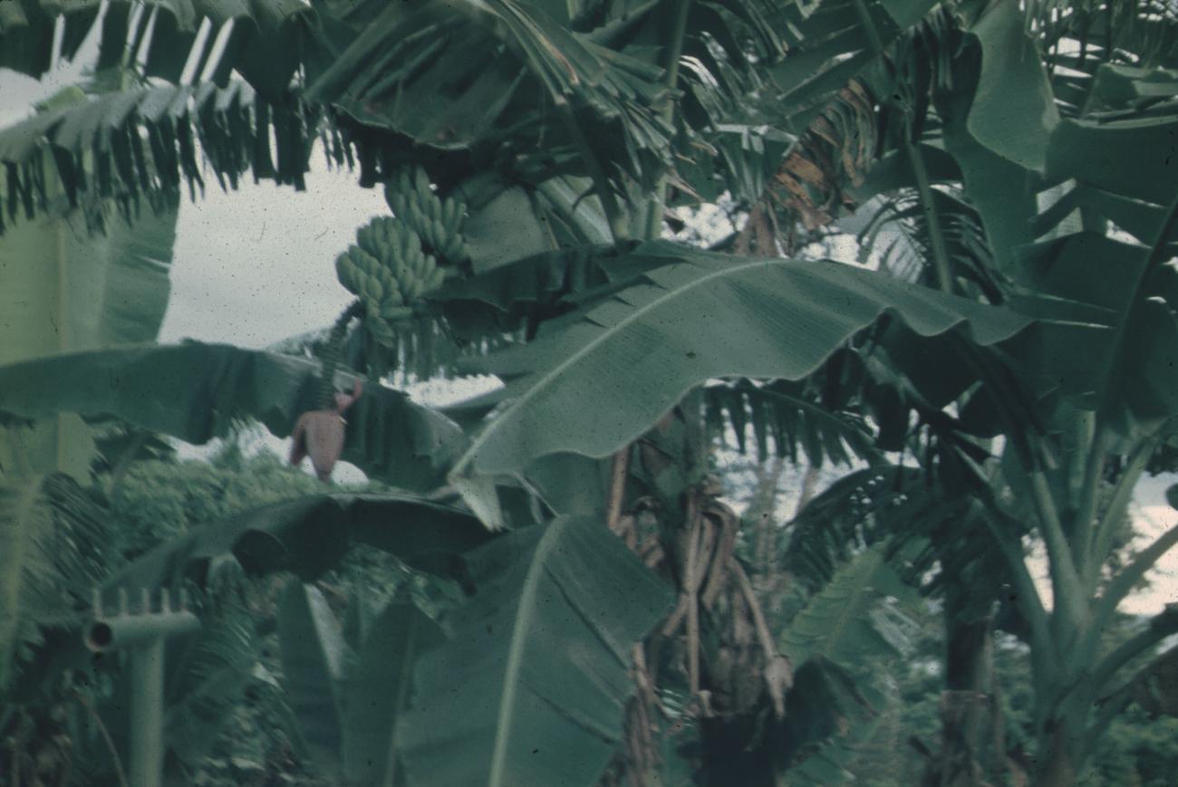 BD/171/496 -
Een bananenplant.