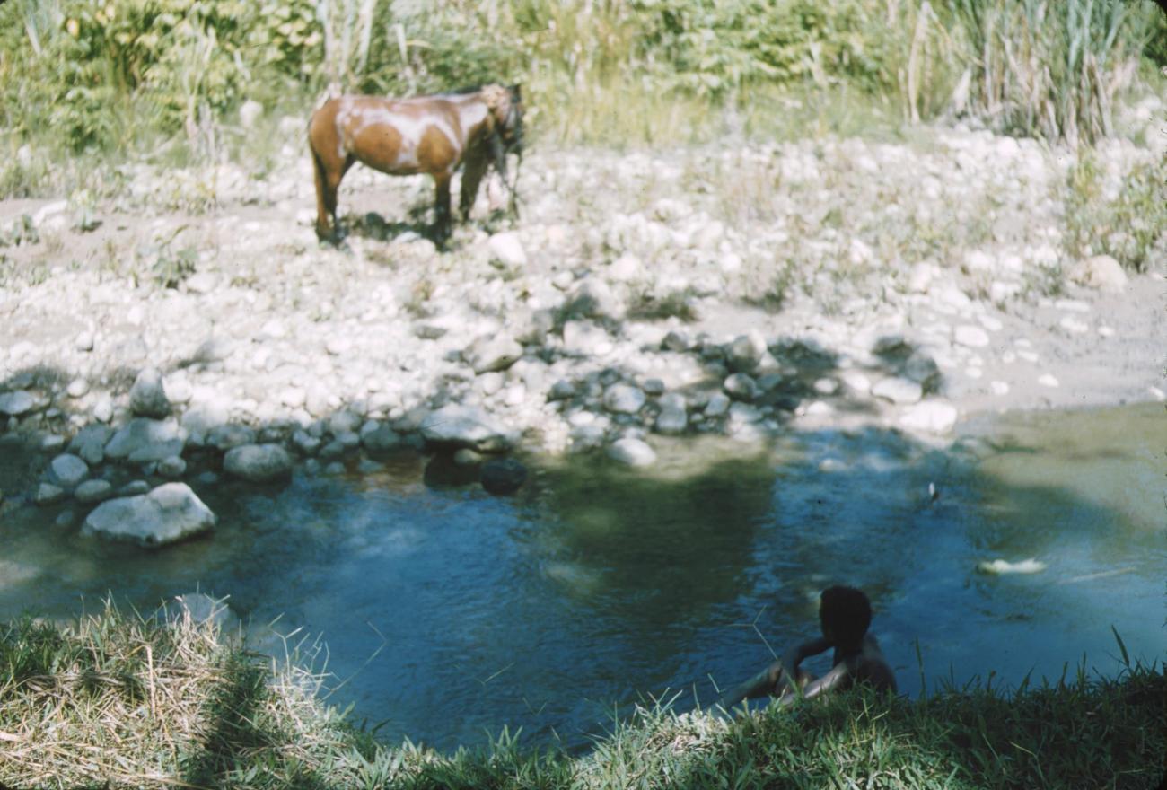 BD/171/58 -
Man met paard.