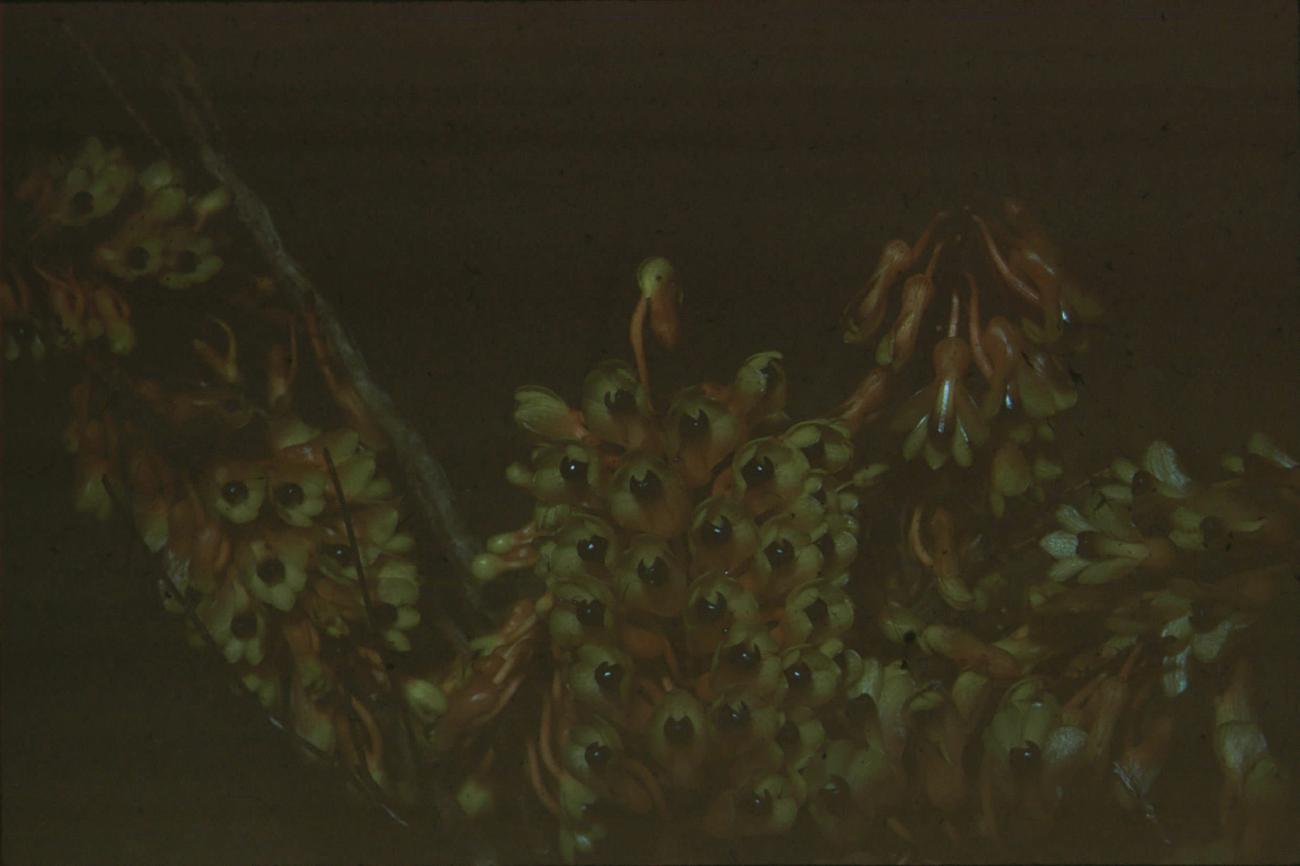 BD/171/1106 -
Plant