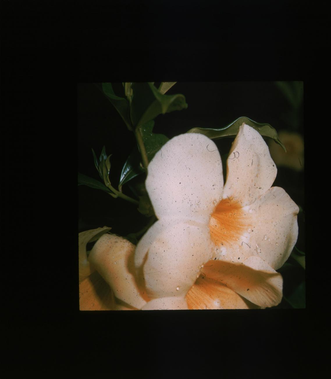 BD/171/1107 -
Bloem