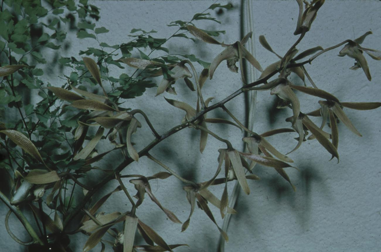 BD/171/1163 -
Plant