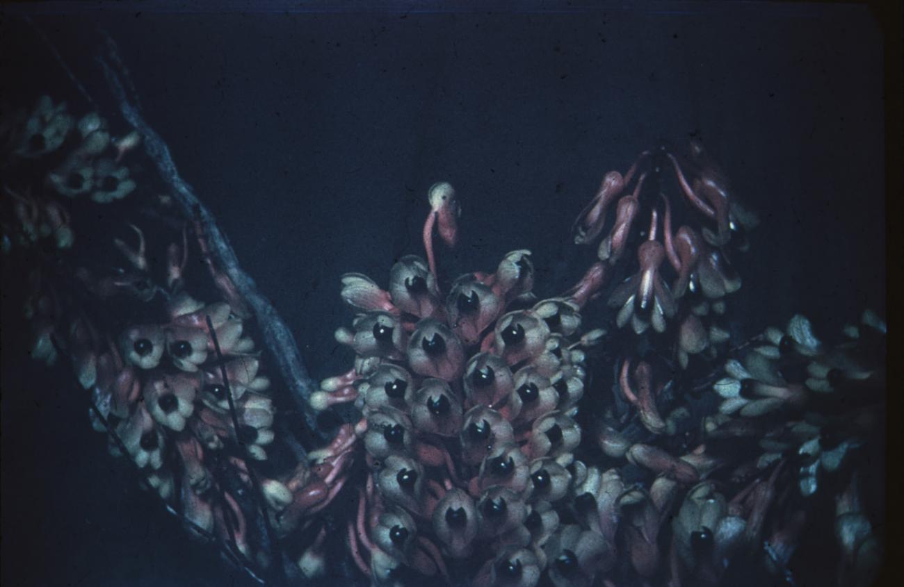 BD/171/1184 -
Plant