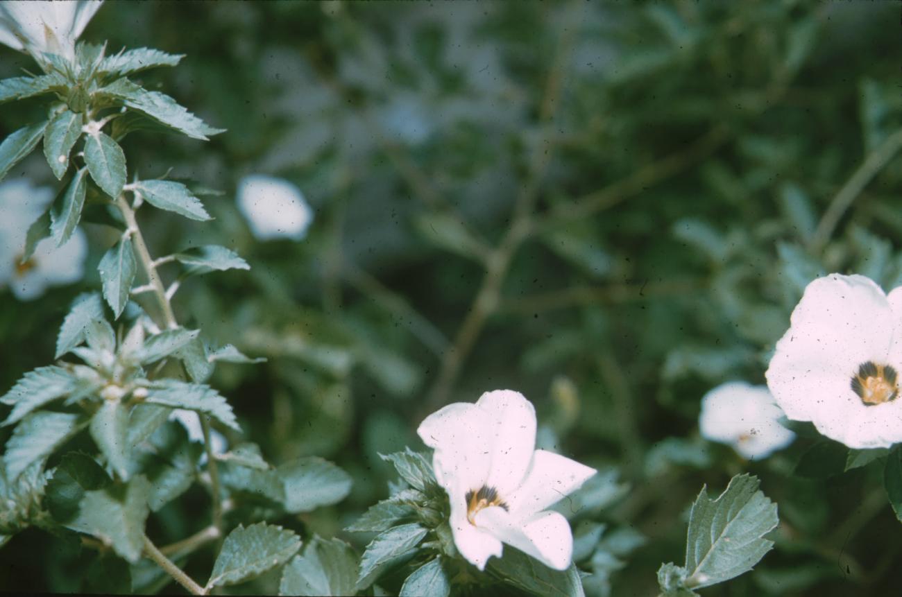 BD/171/1220 -
Plant met bloesem