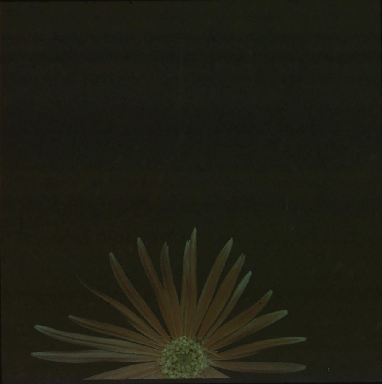 BD/171/1238 -
Plant