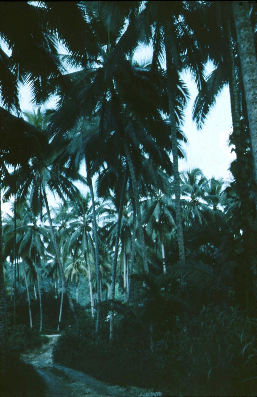 BD/171/1246 -
Pad met palmbomen