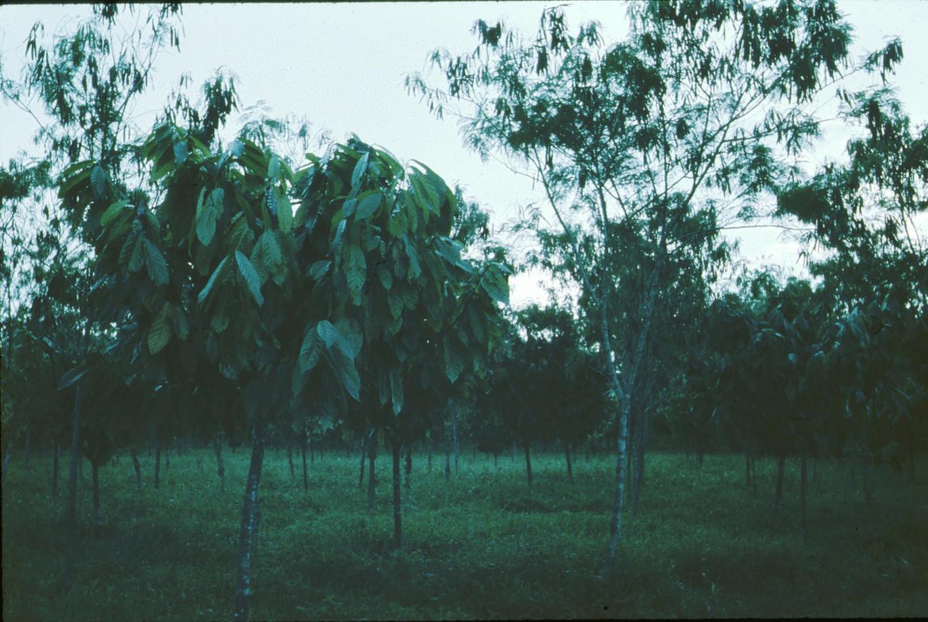 BD/171/1250 -
Bomen