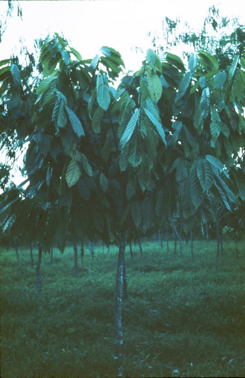 BD/171/1252 -
Bomen