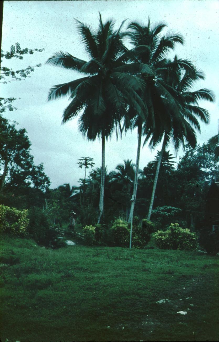 BD/171/1354 -
Palmbomen.