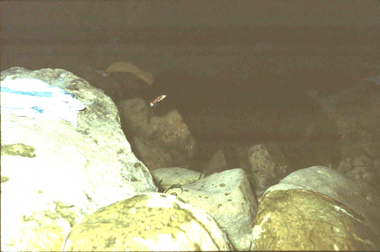 BD/171/1477 -
Vage foto, hond.