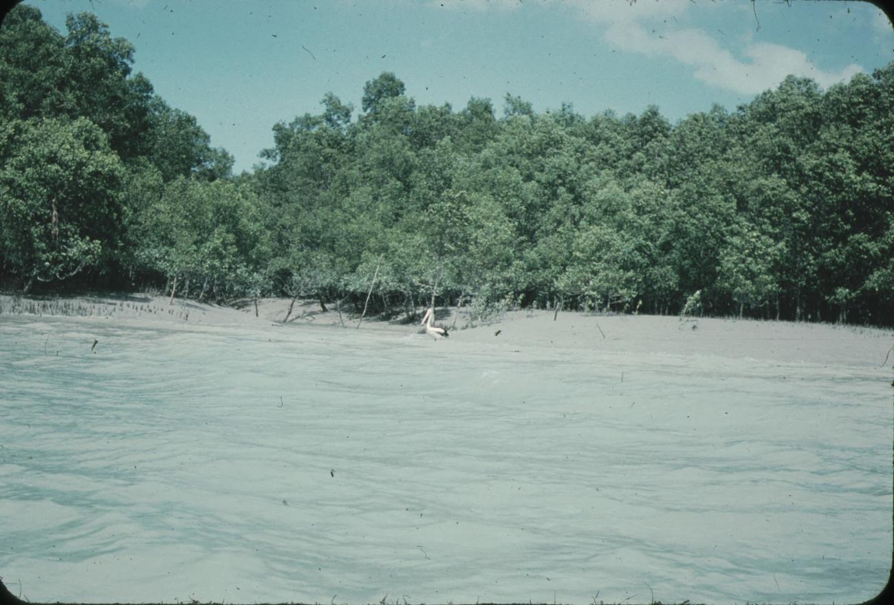 BD/171/1571 -
Kust met strand, bomen en pelikaan.