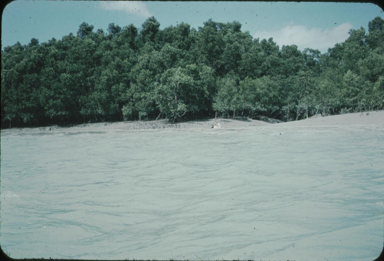 BD/171/1572 -
Kust met strand, bomen en pelikaan.