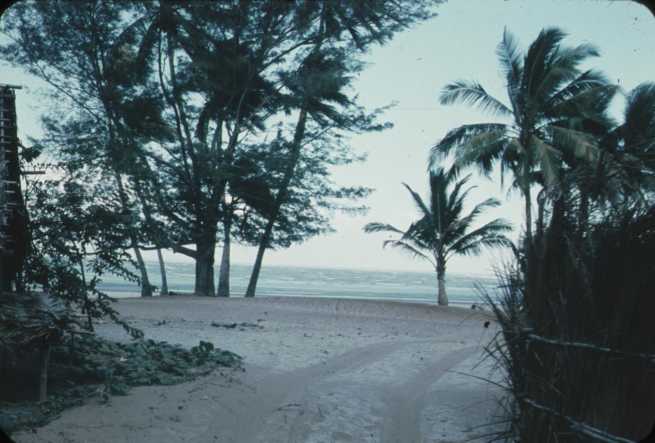 BD/171/1576 -
Strand met palmbomen.