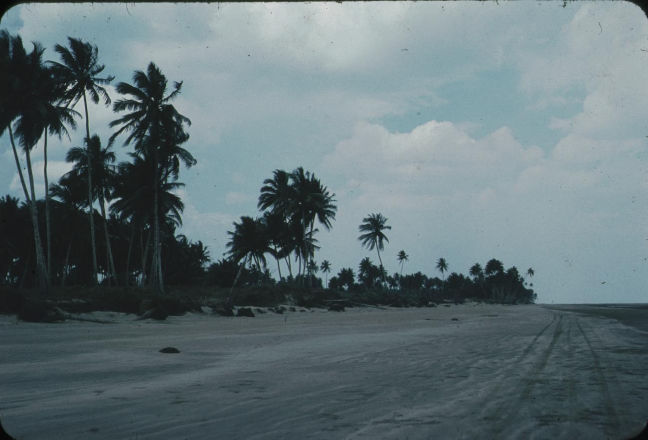 BD/171/1580 -
Strand met palmbomen.