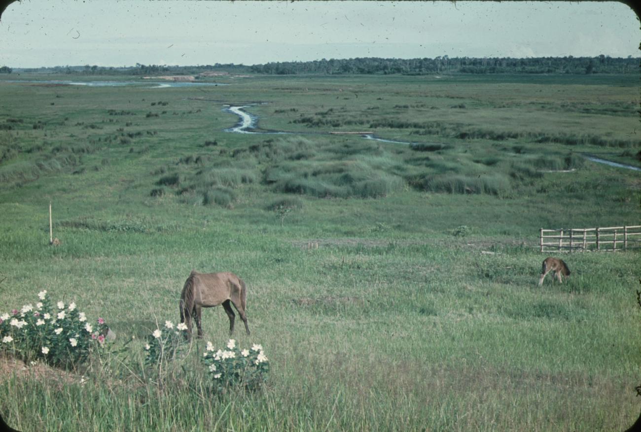 BD/171/1639 -
Paarden op het gras