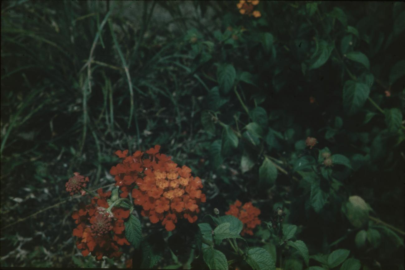 BD/171/1705 -
Planten