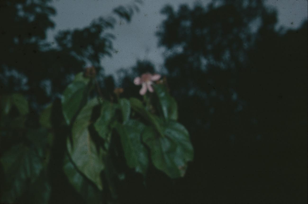 BD/171/1743 -
Plant