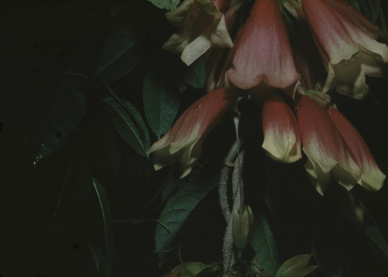 BD/171/1784 -
Plant