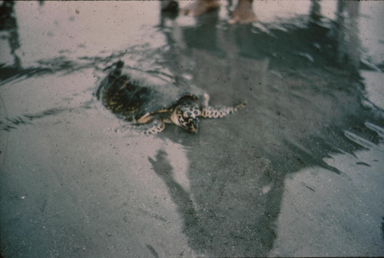 BD/171/798 - 
Schildpad
