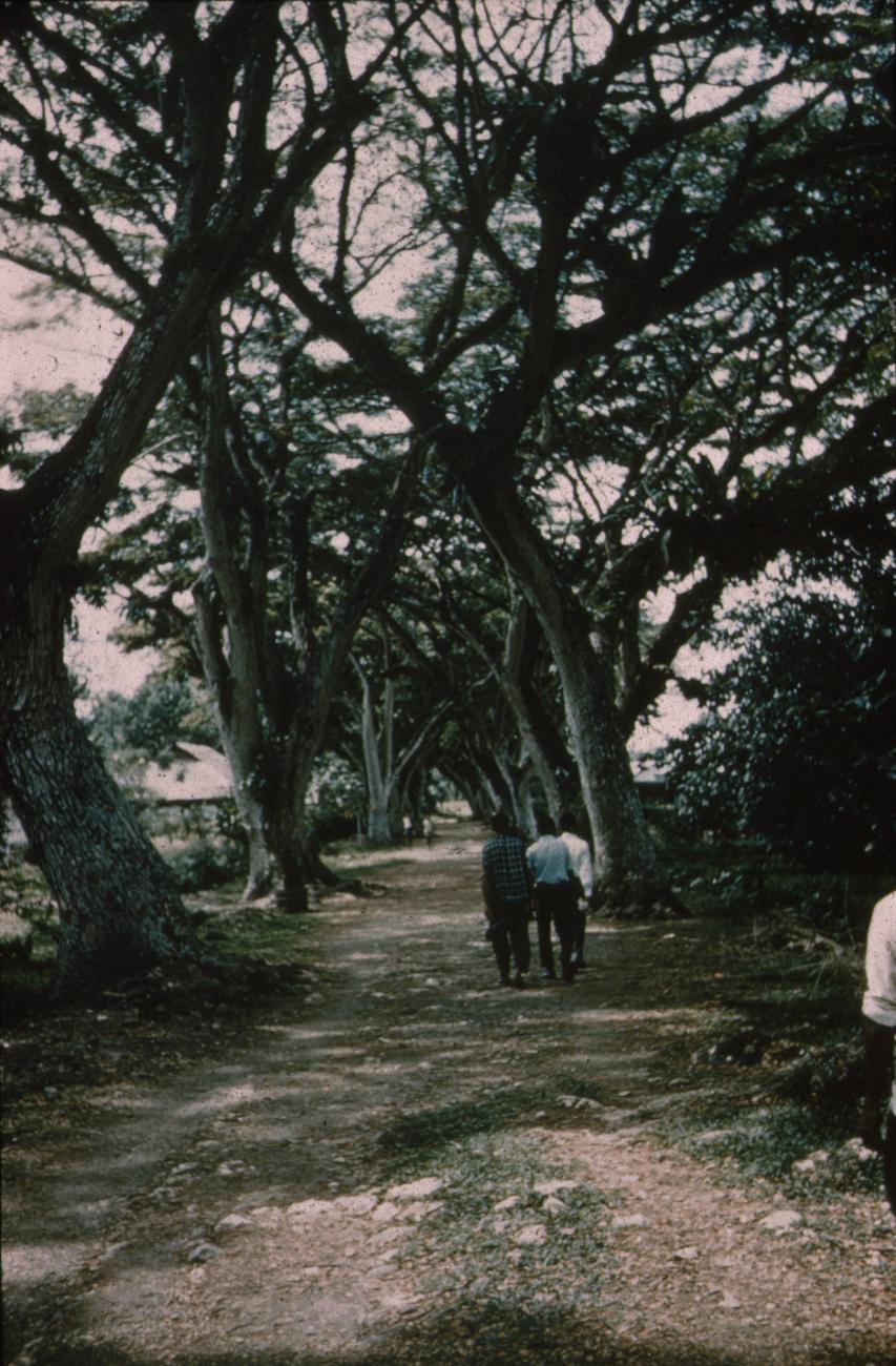 BD/171/812 - 
Weg met bomen aan de kant
