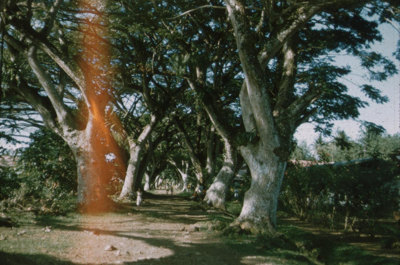 BD/171/813 - 
Weg met bomen aan de kant
