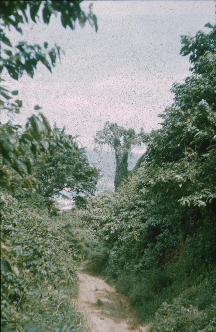BD/171/832 - 
Natuur
