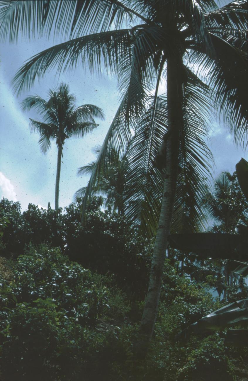 BD/171/983 -
Palmbomen.