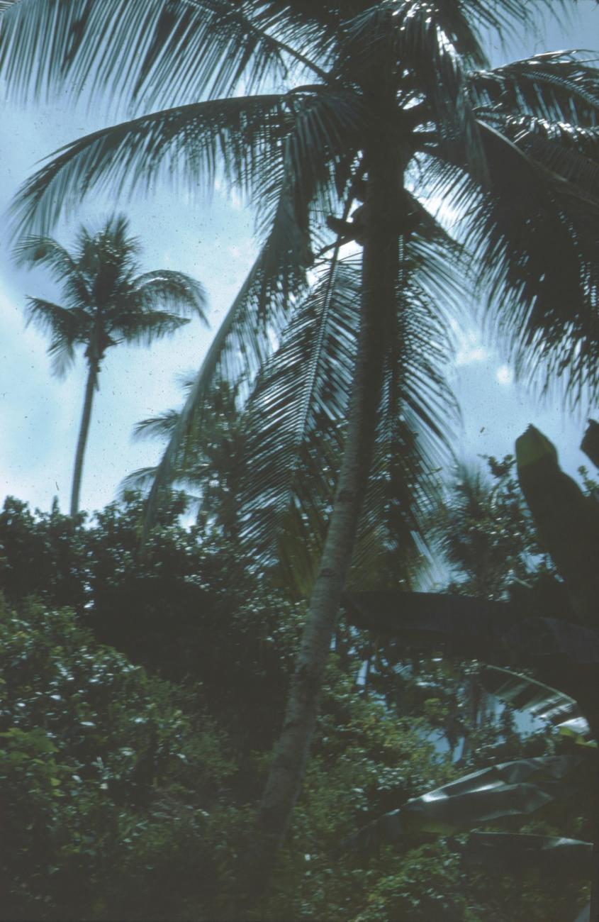 BD/171/984 -
Palmbomen.