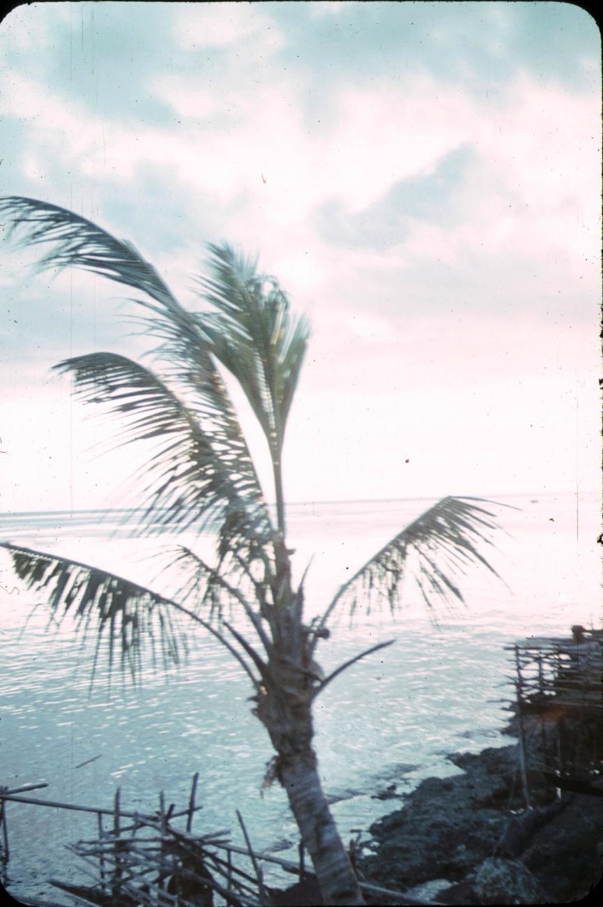 BD/171/1941 -
Kust met palmboom.