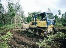 Deforestation threatens Papua Culture