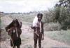 BD/37/198 varkens 3
