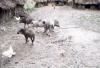 BD/37/199 varkens 4