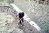 BD/37/202 Wamena: aanleggen van een tuin 2