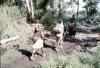 BD/37/210 Wamena: op weg naar de markt 2
