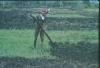 BD/209/1126 Man met grote landbouwstok 