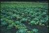 BD/209/1127 Moestuin