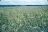 BD/209/2035 Proefveld graan