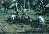 BD/209/2048 Behandeling van een rund