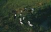 BD/209/3064 Vogels op het veld